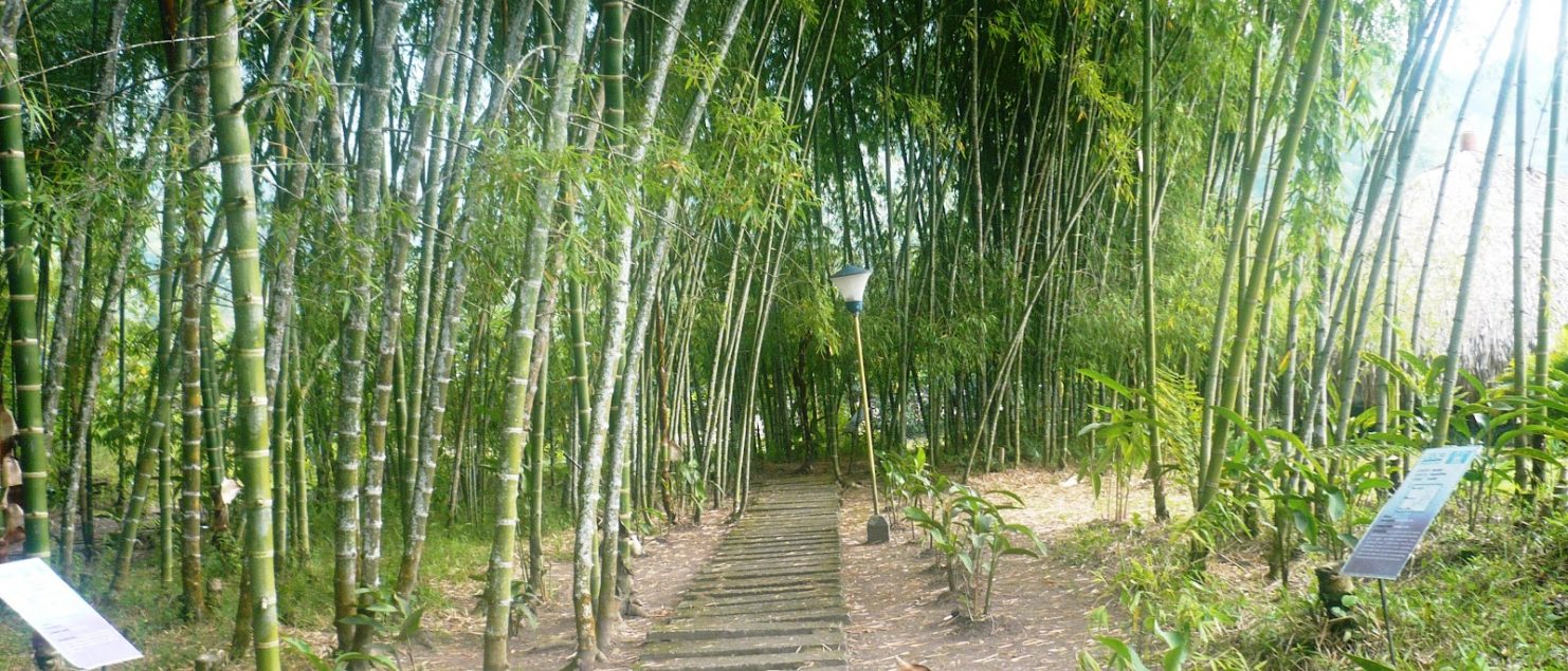 Arquitectura con Bambú Guadua